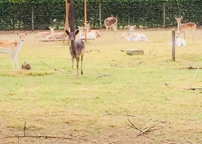 'het Oude Nest' كيسيل